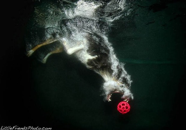 Remarkable Photos - Underwater Dogs